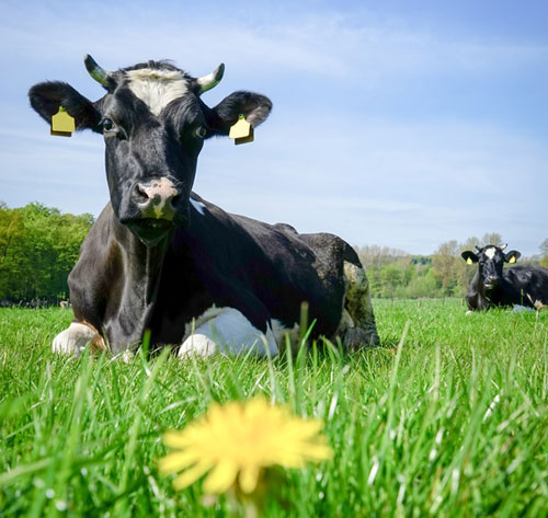 Ein Wellnessprogramm für Kühe !